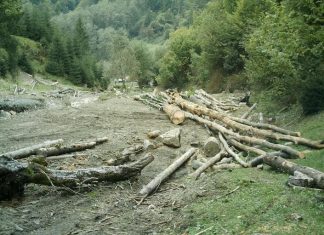 Consilierul Parnuta a pus gaj la banca padurile deja taiate