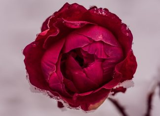 113 Mesaje De Florii