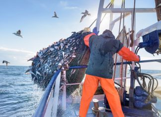Seaspiracy: un documentar brutal si conspiratia care distruge marea